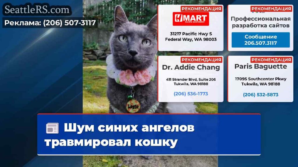 Шум синих ангелов травмировал кошку