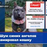 Шум синих ангелов травмировал кошку