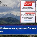 Койоты на крыше Сиэтл в шоке