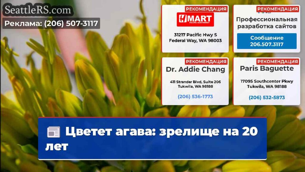 Цветет агава: зрелище на 20 лет