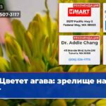 Цветет агава зрелище на 20 лет