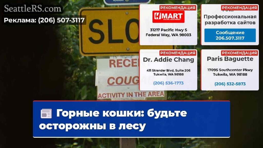 Горные кошки: будьте осторожны в лесу