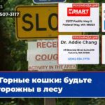 Горные кошки будьте осторожны в лесу