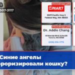 Синие ангелы терроризировали кошку?