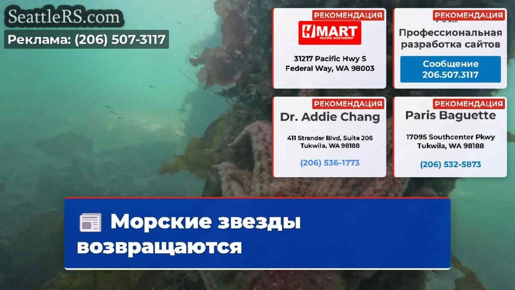 Морские звезды возвращаются