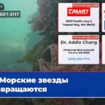 Морские звезды возвращаются