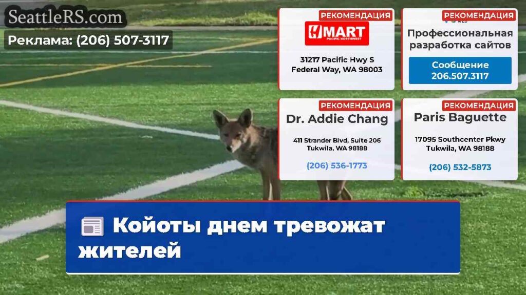Койоты днем тревожат жителей