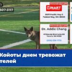 Койоты днем тревожат жителей