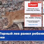 Горный лев ранил ребенка в парке