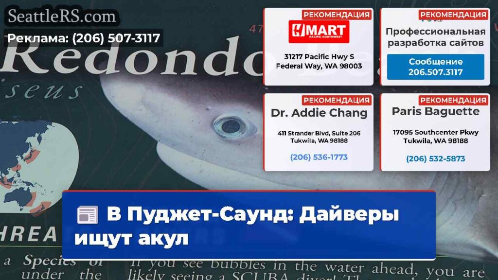 В Пуджет-Саунд: Дайверы ищут акул