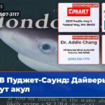 В Пуджет-Саунд Дайверы ищут акул