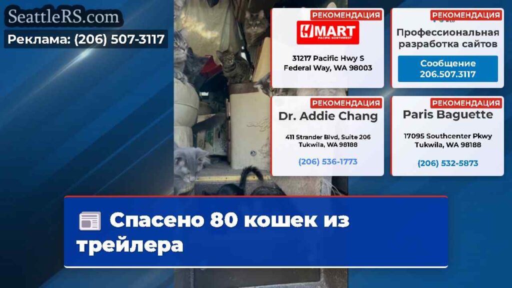 Спасено 80 кошек из трейлера