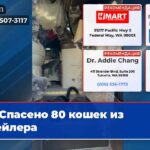 Спасено 80 кошек из трейлера