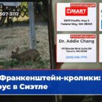 Франкенштейн-кролики вирус в Сиэтле