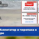 Аллигатор и черепаха в озере