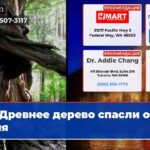 Древнее дерево спасли от огня