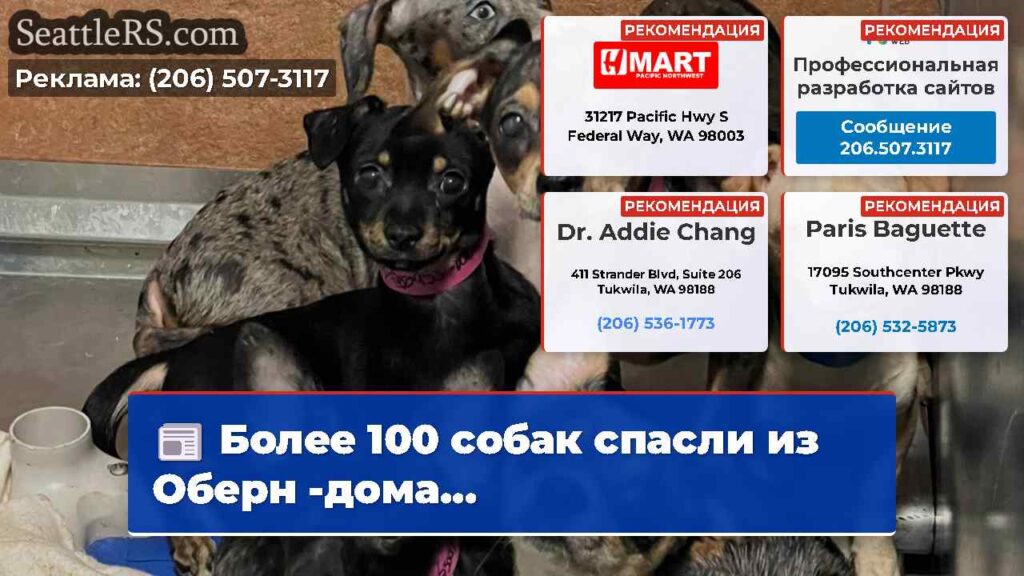 Более 100 собак спасли из Оберн -дома...