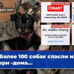 Более 100 собак спасли из Оберн -дома…