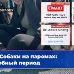 Собаки на паромах пробный период