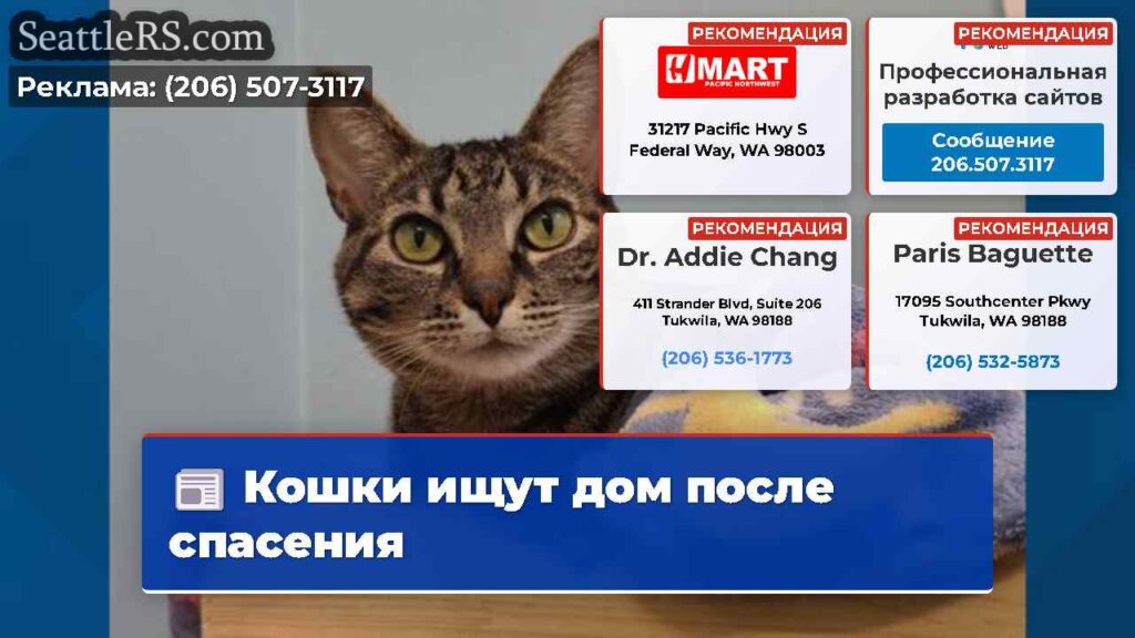 Кошки ищут дом после спасения