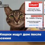 Кошки ищут дом после спасения