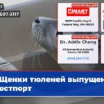 Щенки тюленей выпущены в Вестпорт