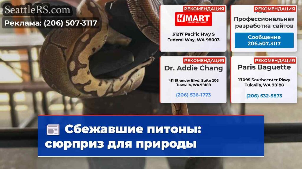Сбежавшие питоны: сюрприз для природы