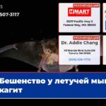Бешенство у летучей мыши в Скагит