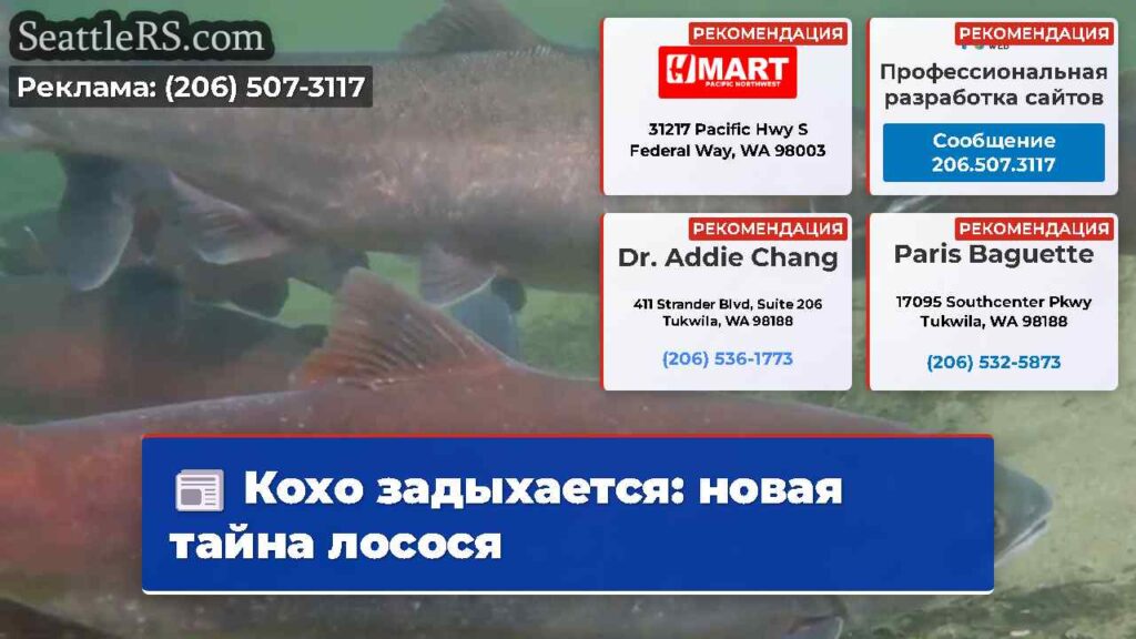 Кохо задыхается: новая тайна лосося