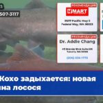 Кохо задыхается новая тайна лосося