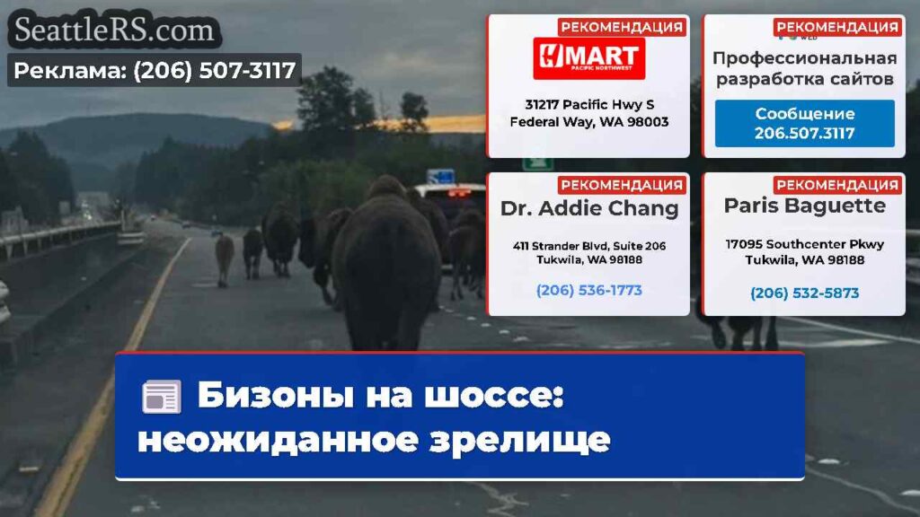 Бизоны на шоссе: неожиданное зрелище