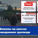 Бизоны на шоссе неожиданное зрелище
