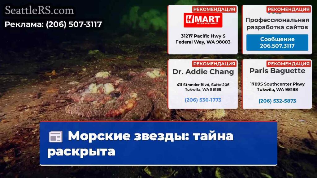 Морские звезды: тайна раскрыта