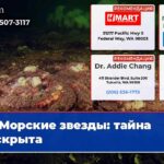 Морские звезды тайна раскрыта