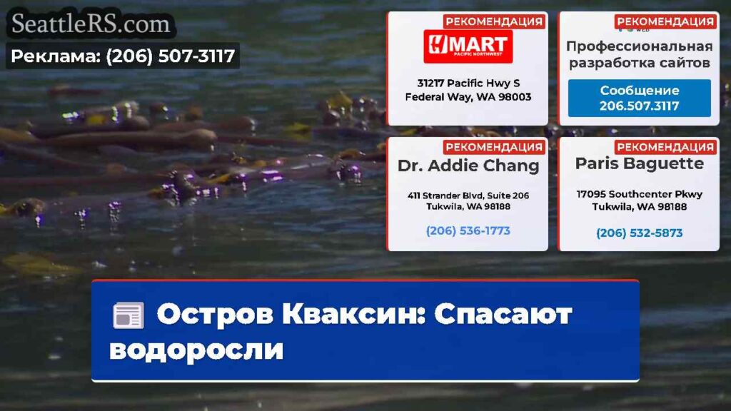 Остров Кваксин: Спасают водоросли