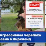 Агрессивная черепаха спасена в Киркленд