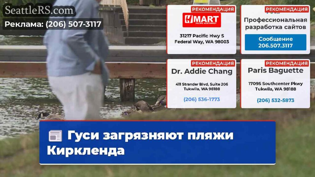 Гуси загрязняют пляжи Киркленда