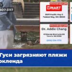 Гуси загрязняют пляжи Киркленда