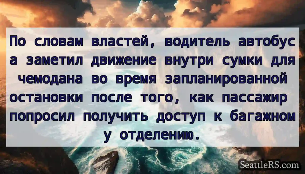 По словам властей, водитель автобуса заметил