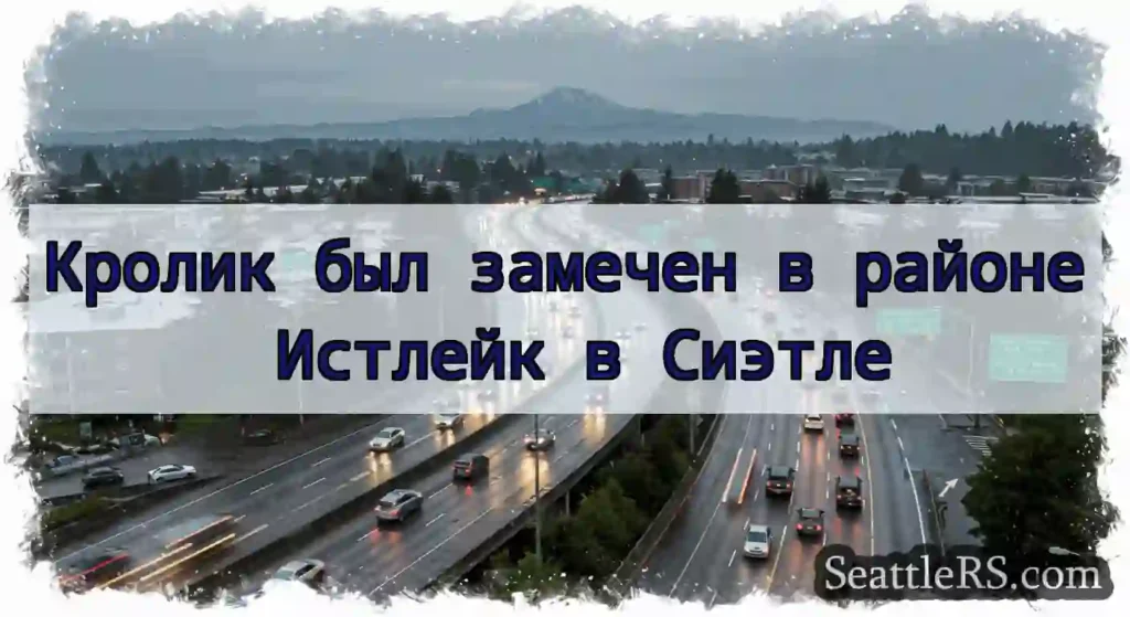 Кролик был замечен в районе Истлейк в Сиэтле