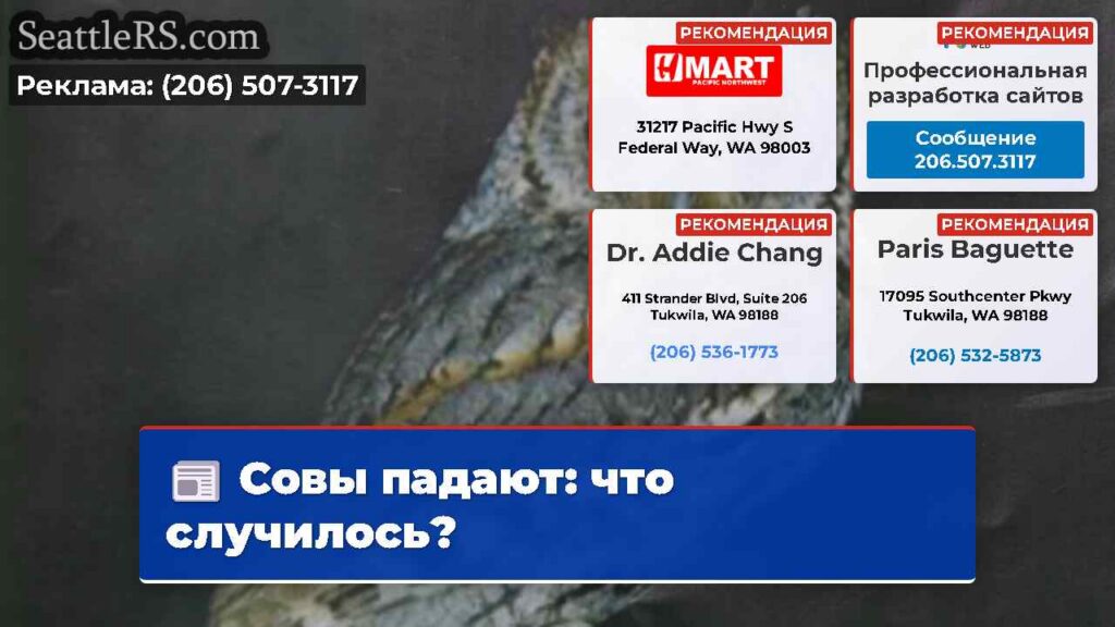 Совы падают: что случилось?