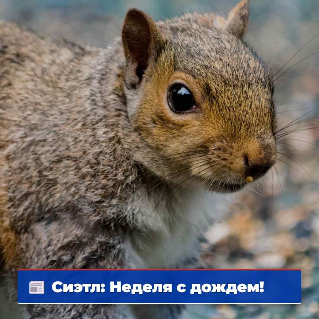 Сиэтл: Неделя с дождем!