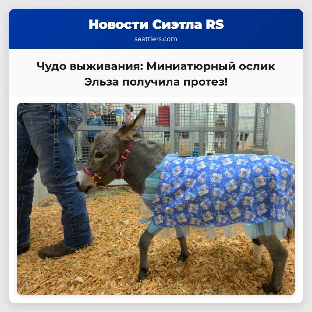 Чудо выживания: Миниатюрный ослик Эльза получила
