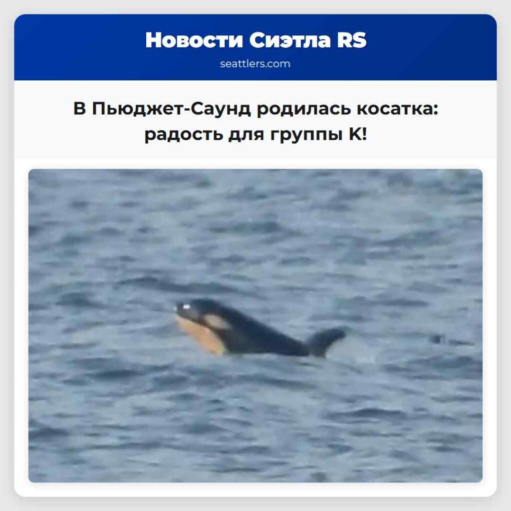 В Пьюджет-Саунд родилась косатка: радость для