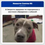 В Эверетте задержан подозреваемый в жестоком обращении с собакой найденной в мусорном контейнере