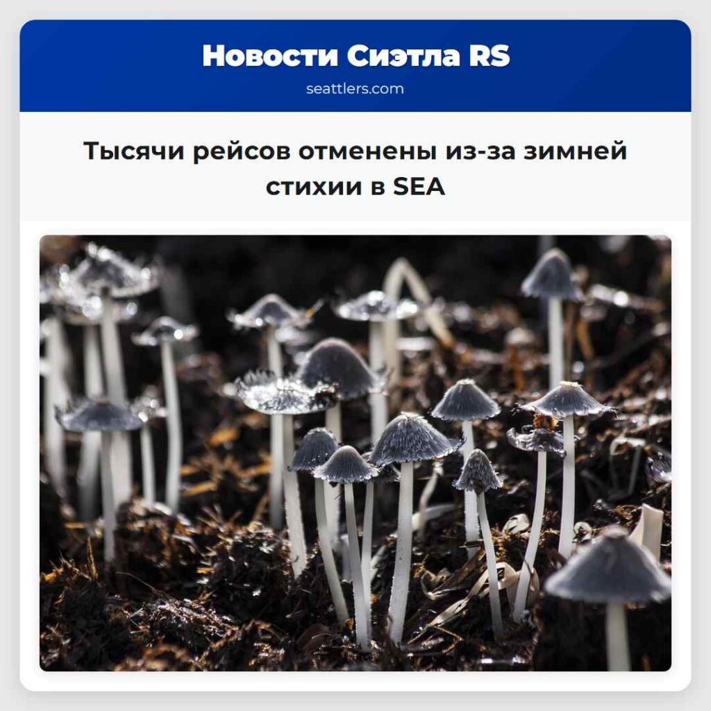 Тысячи рейсов отменены из-за зимней стихии в SEA