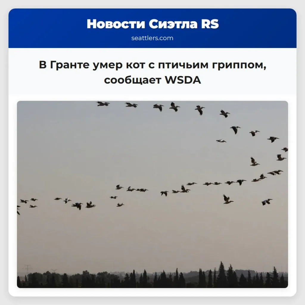 В Гранте умер кот с птичьим гриппом, сообщает WSDA