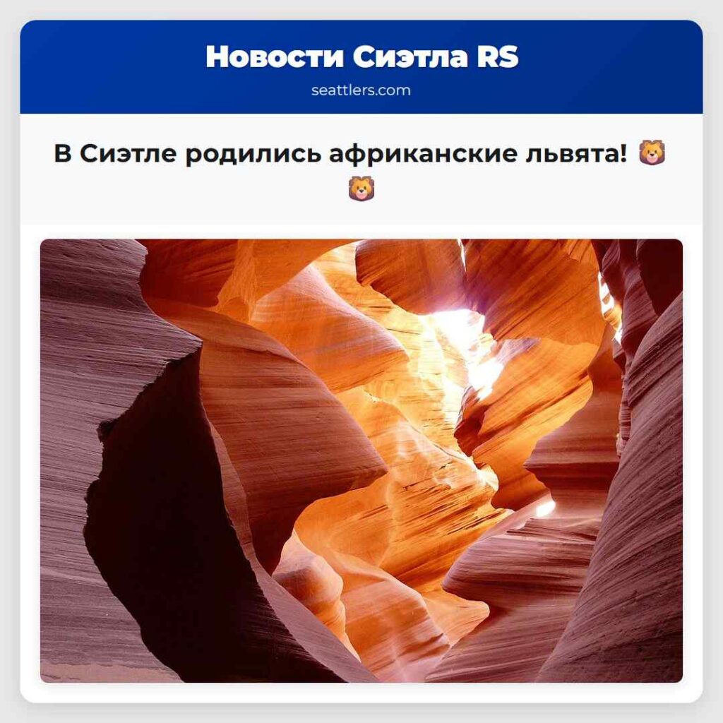 В Сиэтле родились африканские львята! 🦁🦁