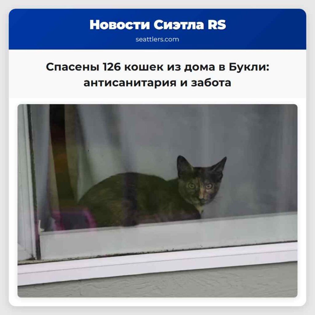 Спасены 126 кошек из дома в Букли: антисанитария