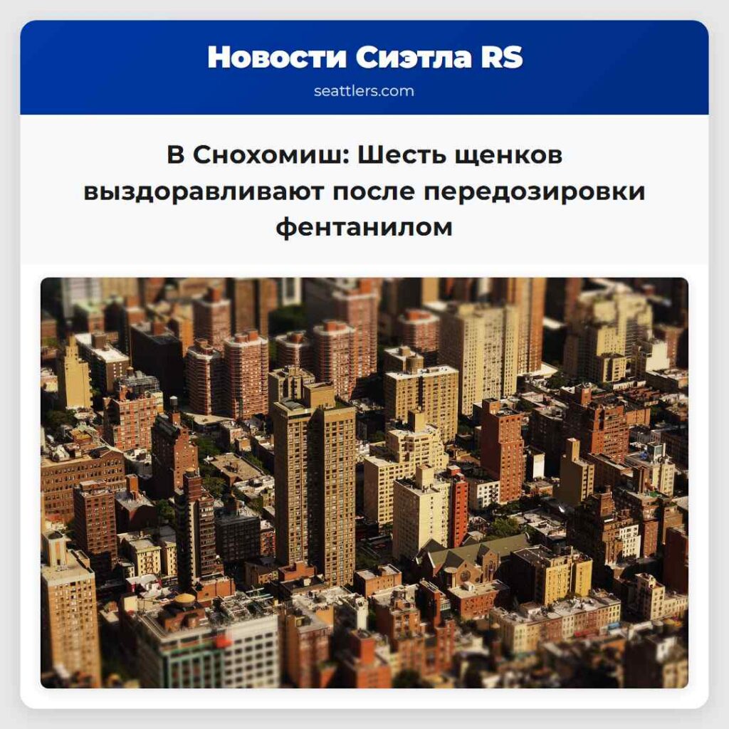 В Снохомиш: Шесть щенков выздоравливают после